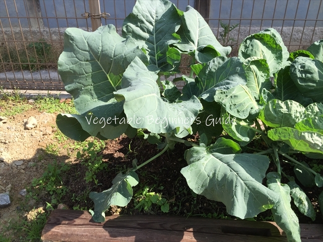 スティックセニョールの植え方・作り方