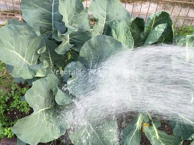 水やりの頻度と与える量
