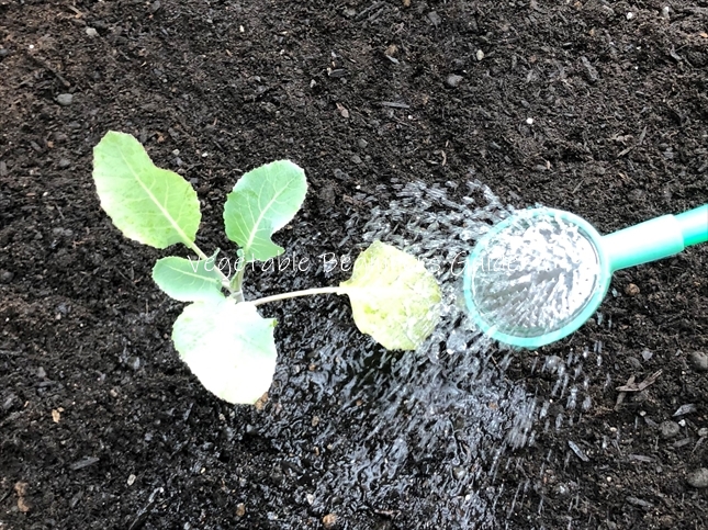 スティックセニョールの水やり