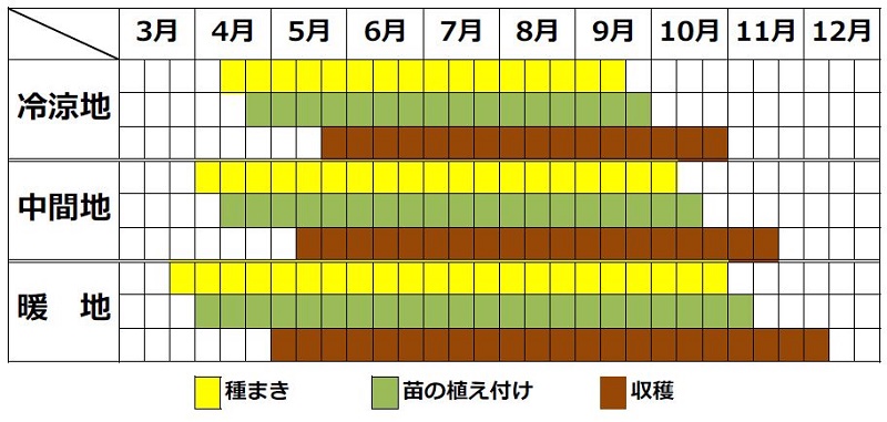 スイスチャード栽培カレンダー