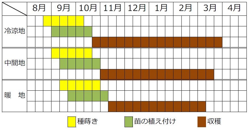 シュンギクの秋まきシーズン