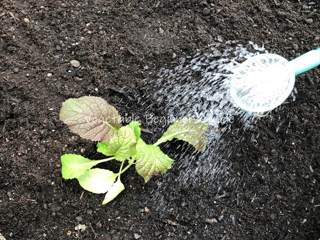 タカナの水やり