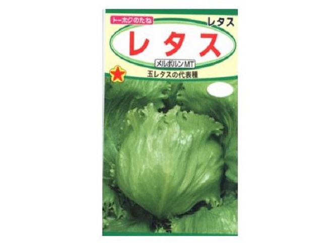 玉レタスの育てやすい品種