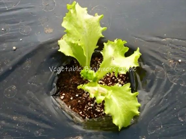 玉レタスの苗の植え方