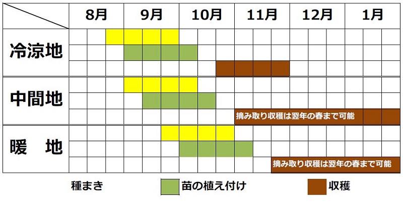 タアサイの栽培時期（春まき・秋まき）