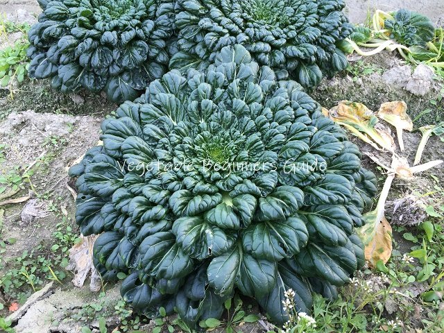 タアサイの育て方