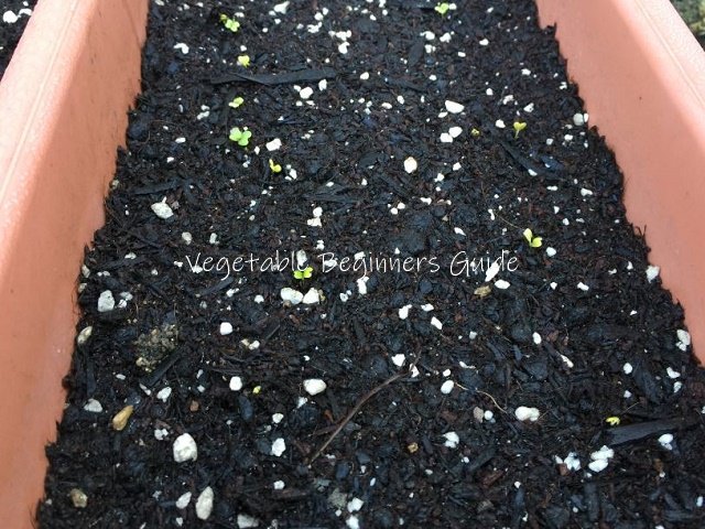 コマツナを植える時の用土の量