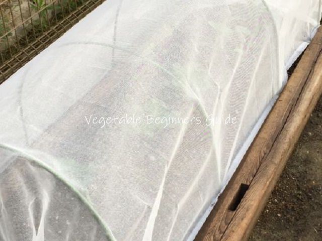 メキャベツの害虫対策