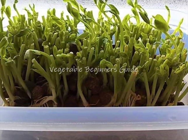 豆苗の再生栽培のやり方