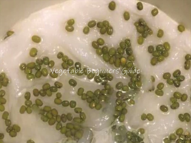 豆苗の種まきのやり方（手順）
