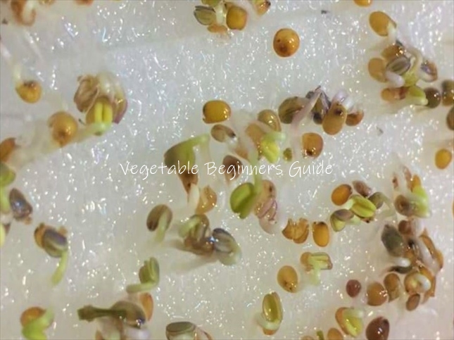 豆苗の種まき