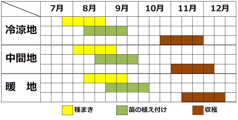 トレビスの栽培時期