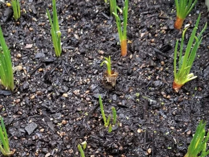 ワケギの植え付け時期