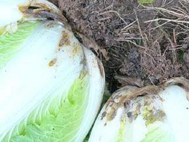軟腐病の症状と対策