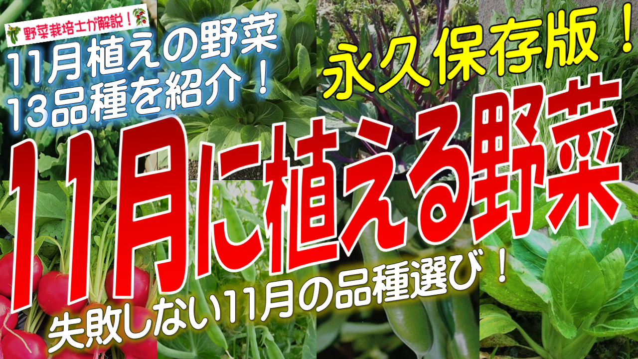 １１月に植える野菜