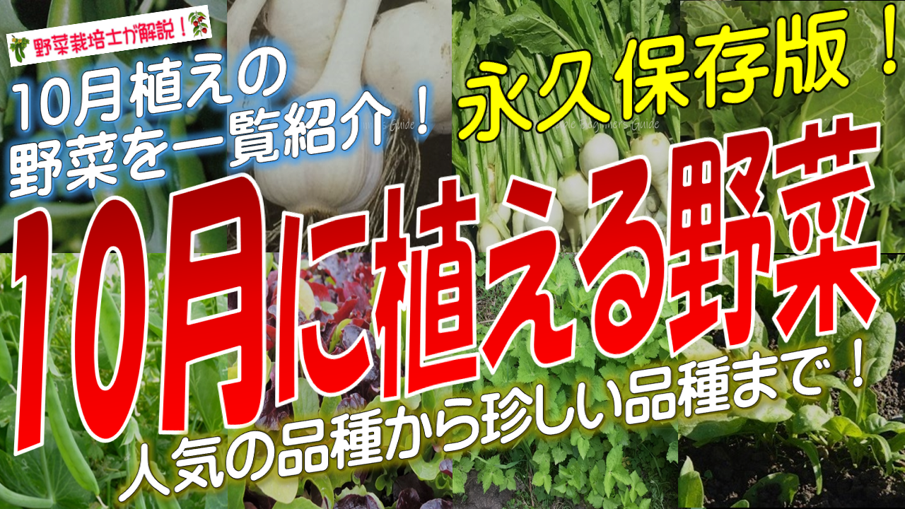10月に植える野菜一覧