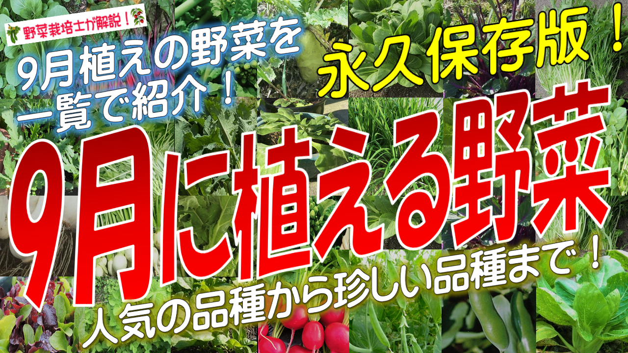 9月に植える野菜一覧