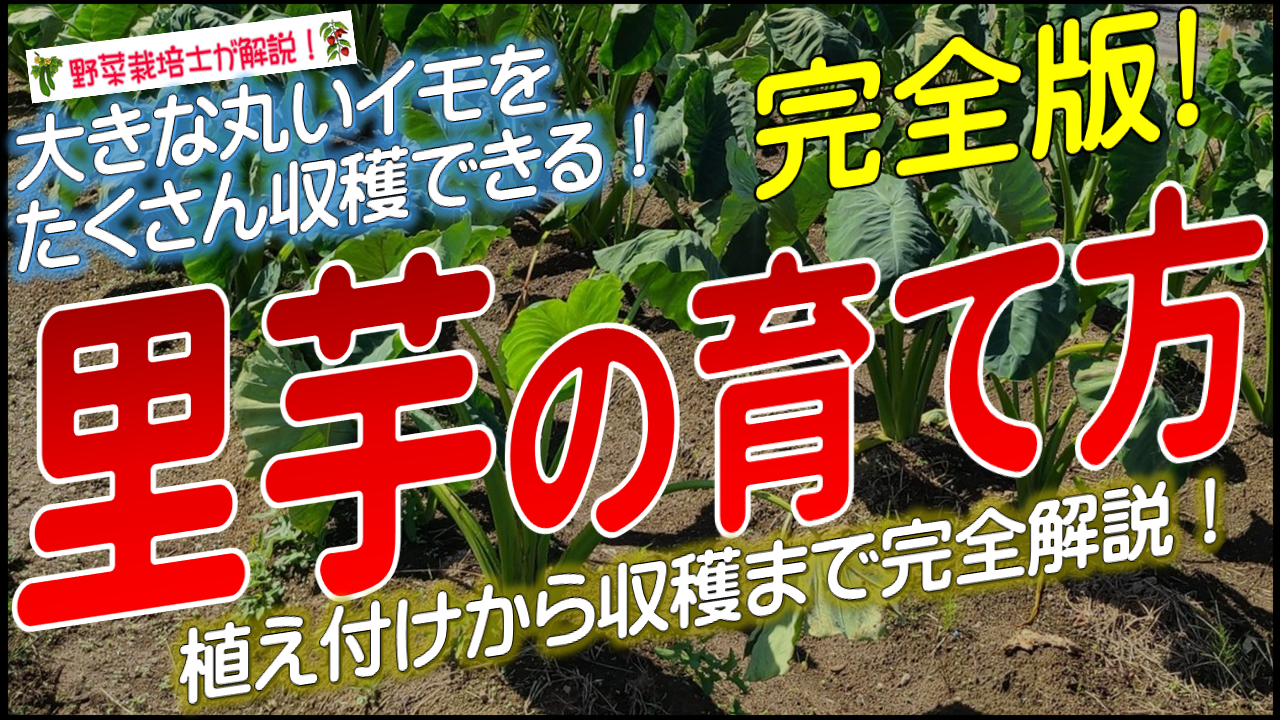 サトイモの育て方と栽培管理のコツ
