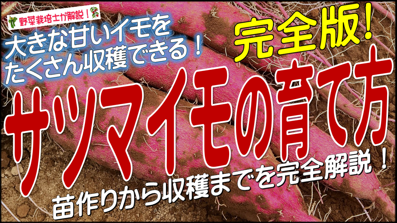 サツマイモの育て方